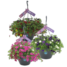 Hanging basket